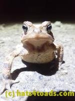 /home//u458753944/public_html/sourcegallery////////Roxborough Toad Detour/2022/2022-03-19/P3190898.JPG
